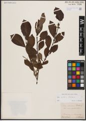 Salix aurita L. x Salix silesiaca Willd.